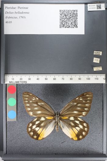 Media type: image;   Entomology 130372